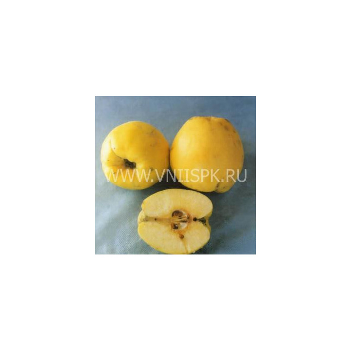 Золото скифов
