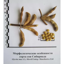СИБИРИАДА