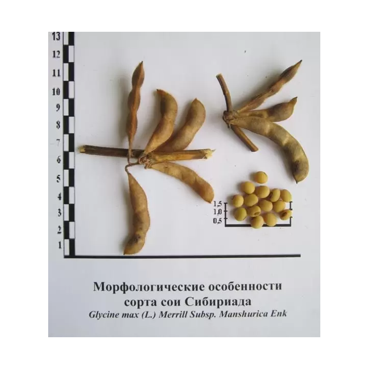 СИБИРИАДА