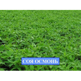 ОСМОНЬ