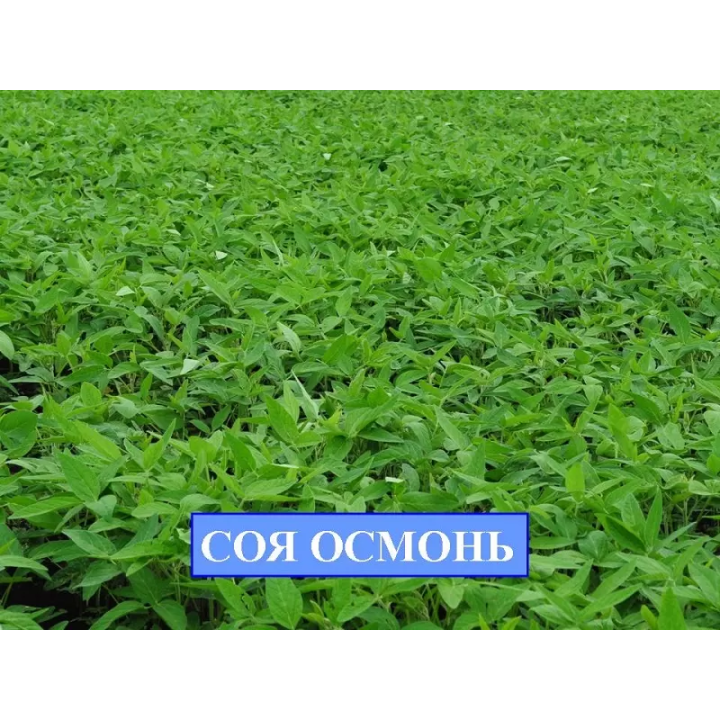 ОСМОНЬ