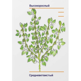 НОРДИКА