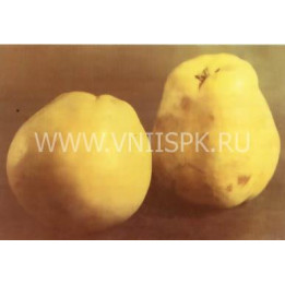 Кубанская