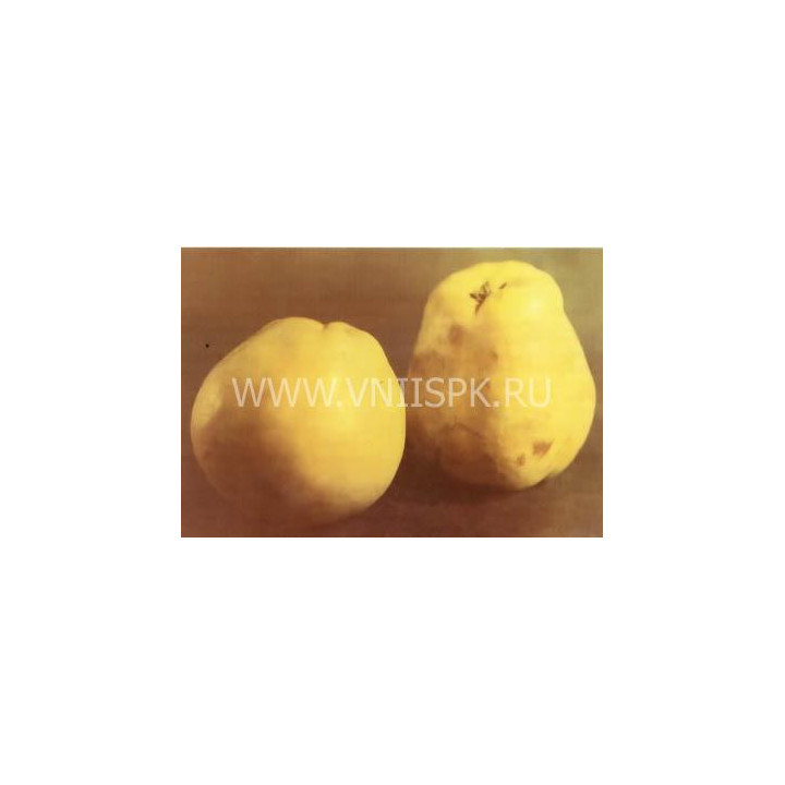 Кубанская