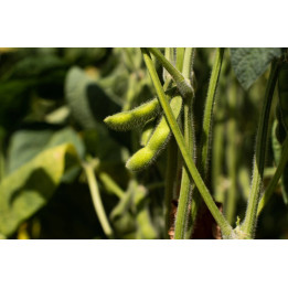 ОЛИМПИЯ