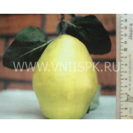 Подарочная