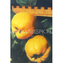 Солнечная