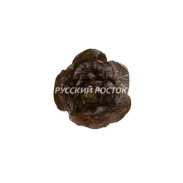 АЛЕЙН