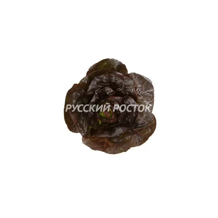 АЛЕЙН