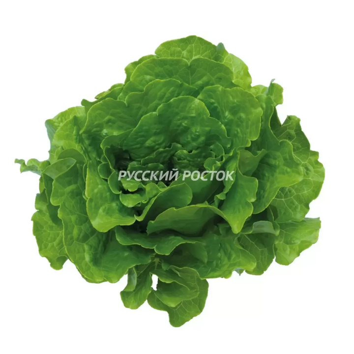 ДЖАГГЕР