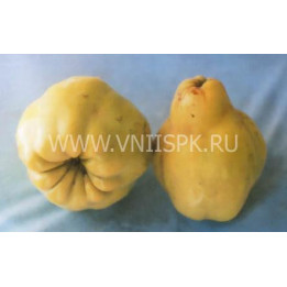Урожайная кубанская (Олимпийская)