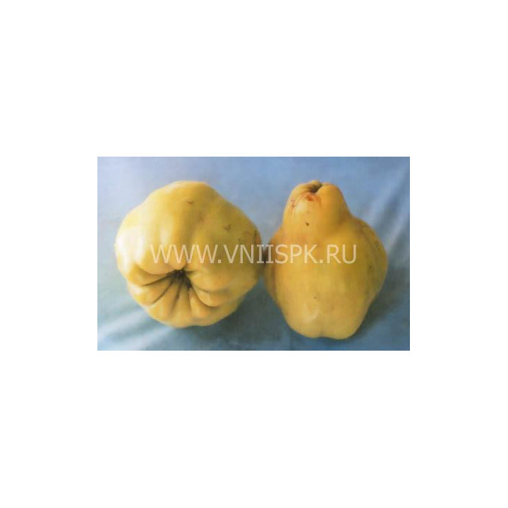 Урожайная кубанская (Олимпийская)