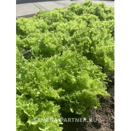 КУЧЕРЯВЕЦ ПАРТНЕР