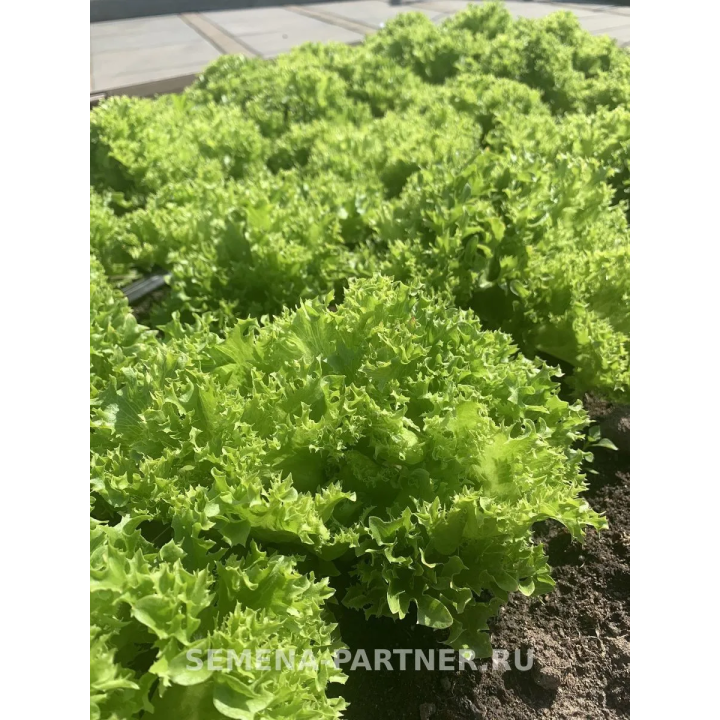 КУЧЕРЯВЕЦ ПАРТНЕР