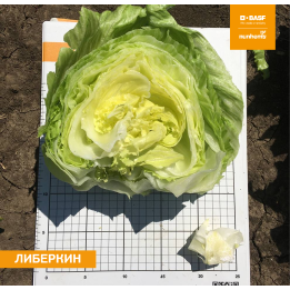ЛИБЕРКИН