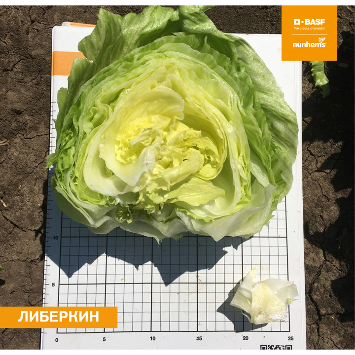 ЛИБЕРКИН