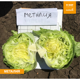 МЕТАЛИЯ