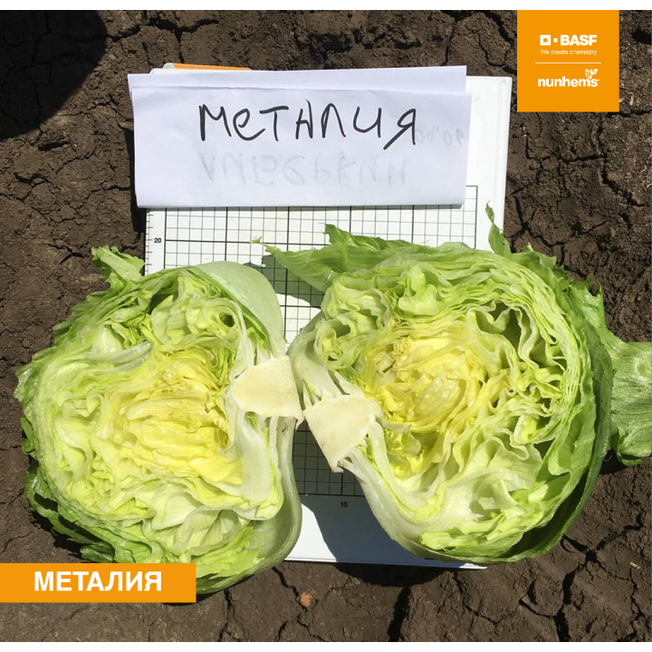 МЕТАЛИЯ