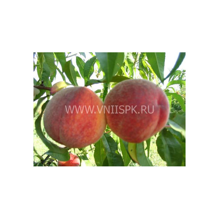 Память Симиренко