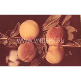 Ставропольский розовый