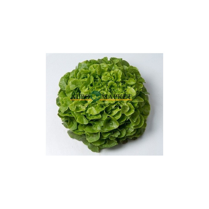 ВИЗИРЬ