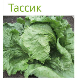 ТАССИК