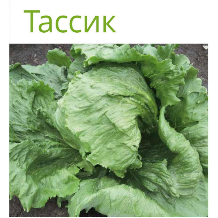 ТАССИК