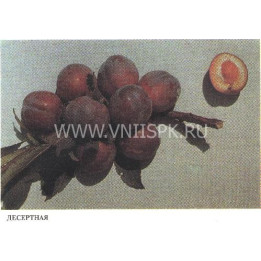 Десертная (Никитская красная 804, Консервная 804, Десертная консервная)
