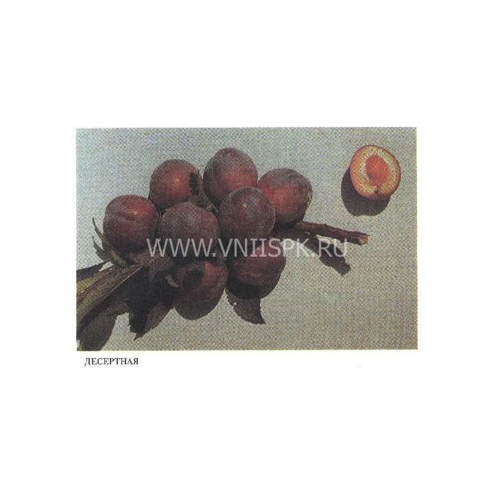 Десертная (Никитская красная 804, Консервная 804, Десертная консервная)