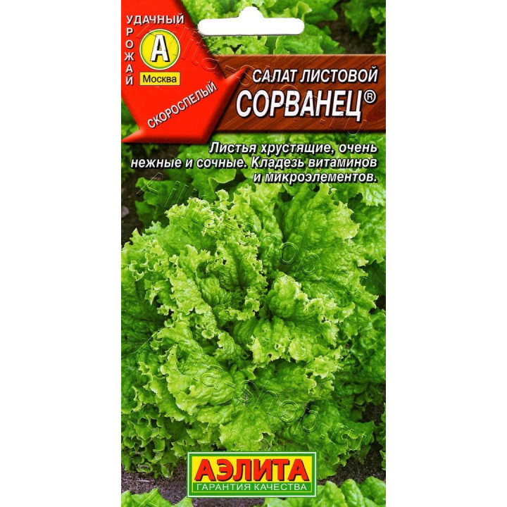 СОРВАНЕЦ