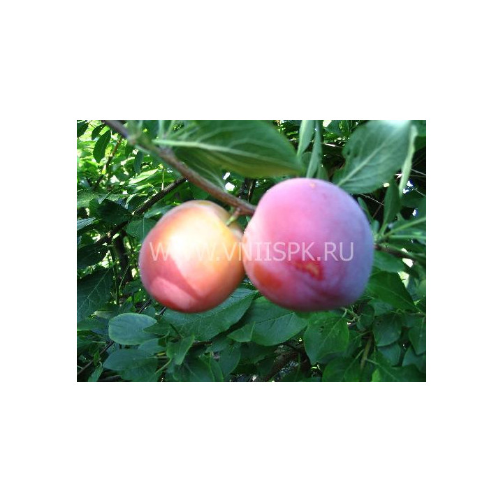 Евгения