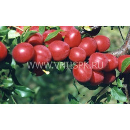 Июльская роза (Июньская роза, Комета ранняя)
