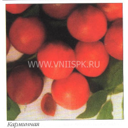 Карминная