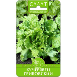 КУЧЕРЯВЕЦ ГРИБОВСКИЙ