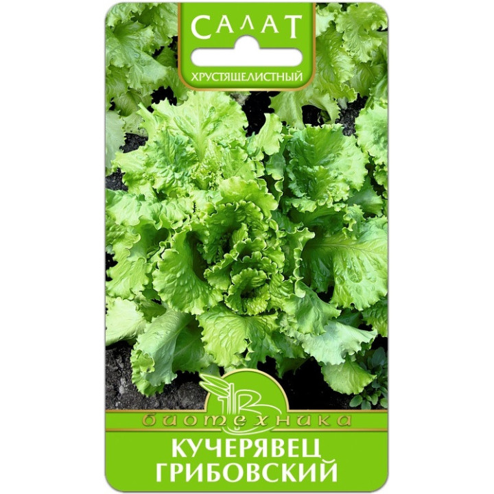 КУЧЕРЯВЕЦ ГРИБОВСКИЙ