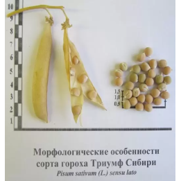 ТРИУМФ СИБИРИ