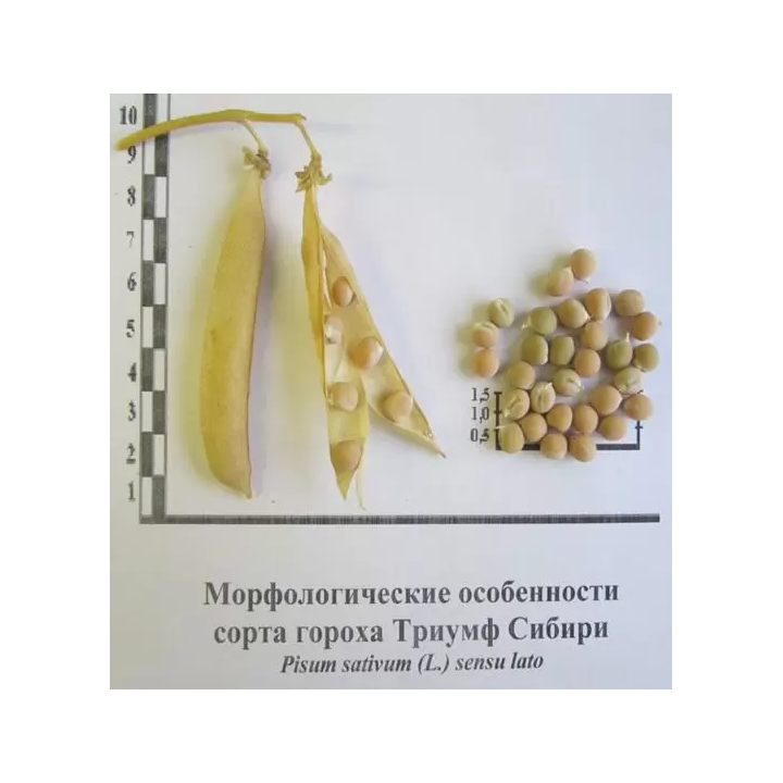 ТРИУМФ СИБИРИ