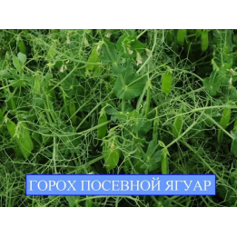 ЯГУАР