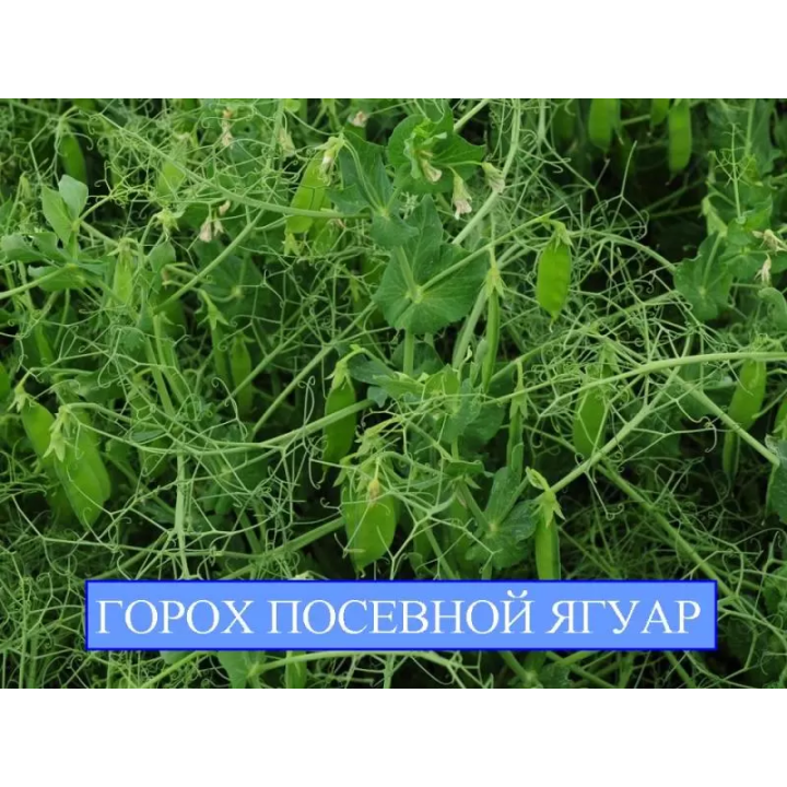 ЯГУАР