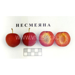 Несмеяна