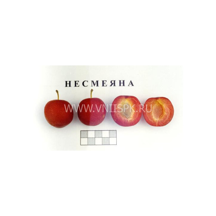 Несмеяна
