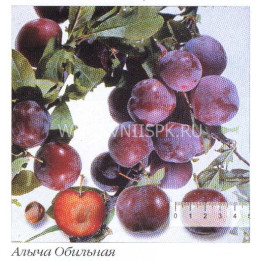 Обильная