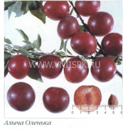 Оленька