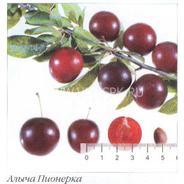 Пионерка