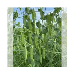 МАРИМБА