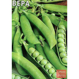 ВЕРА
