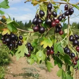 ЛЕВУШКА