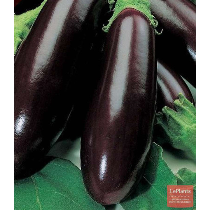 БАТАЙСКИЙ