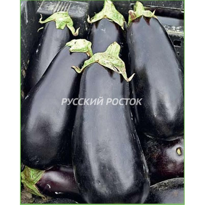 БАКАРА