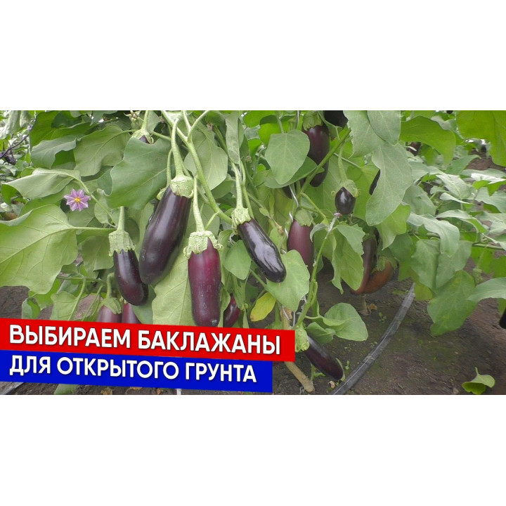 ВЛАС